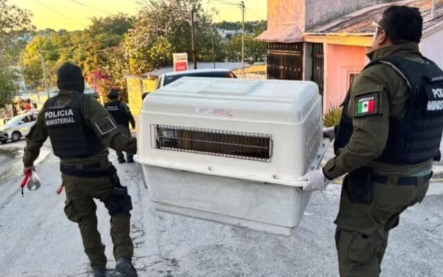 denuncias maltrato animal Campeche