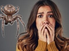 descubre que una araña vivió en su canal auditivo