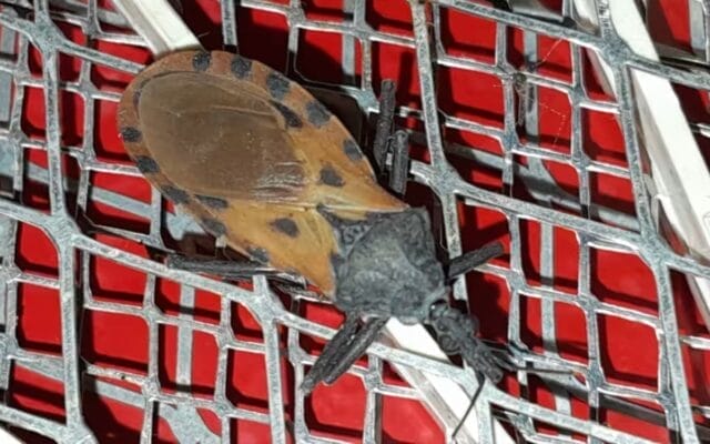 mordida de una chinche besucona Chagas