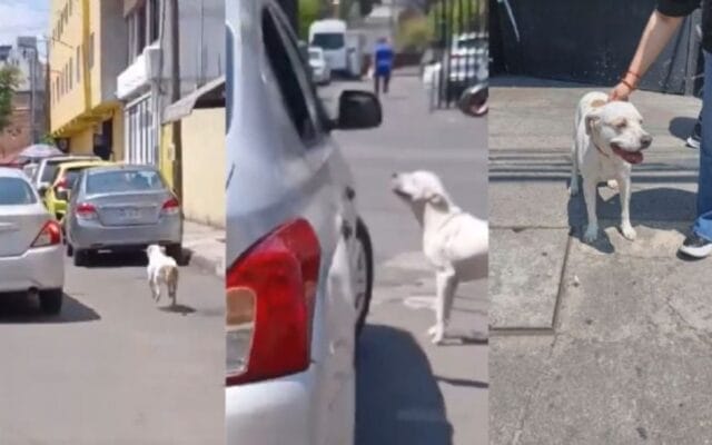perrito persiguiendo desesperadamente auto dueños