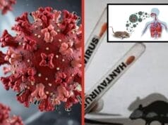 Hantavirus: cuáles son los roedores que pueden contagiar la enfermedad