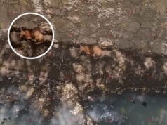 Indignación en la Fidel Velázquez por perro atrapado en canal pluvial