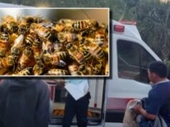 Enjambre  abejas ataca a vecinos Izamal