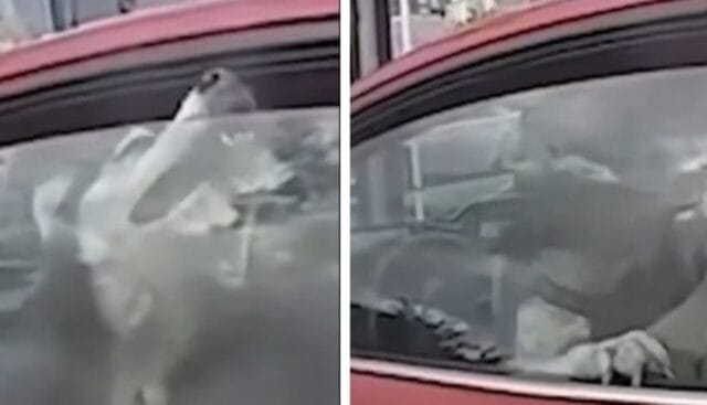 Rescatan a perro encerrado dentro de auto bajo calor extremo de más de 40 grados (VIDEO)