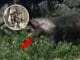 Habitantes de Teabo reportan supuesto Huay Cochino