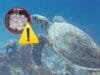 Preocupa impacto del calor en temporada de anidación de tortugas en Ciudad del Carmen