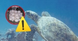 Preocupa impacto del calor en temporada de anidación de tortugas en Ciudad del Carmen